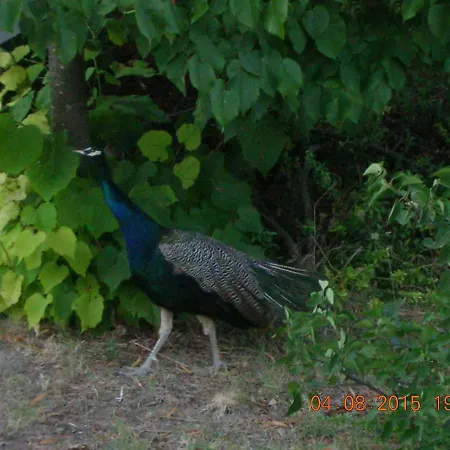 Peacock Upper